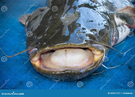 channel catfish mouth.